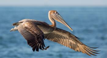 Brown pelican in flight