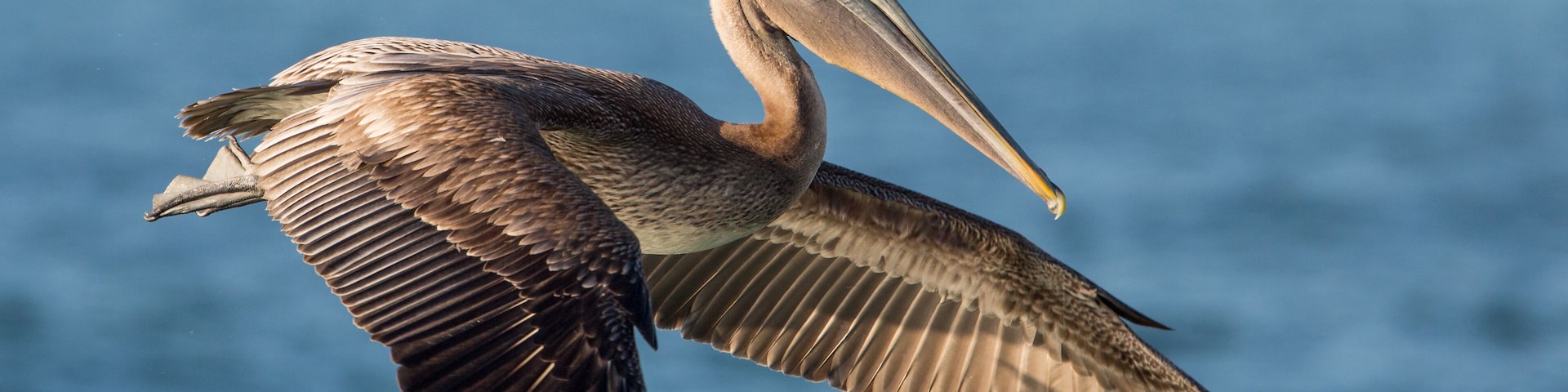 Brown pelican in flight (Pelecanus occidentalis), Estero Lagoon, Florida