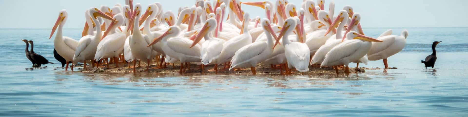 Small Island in the Gulf