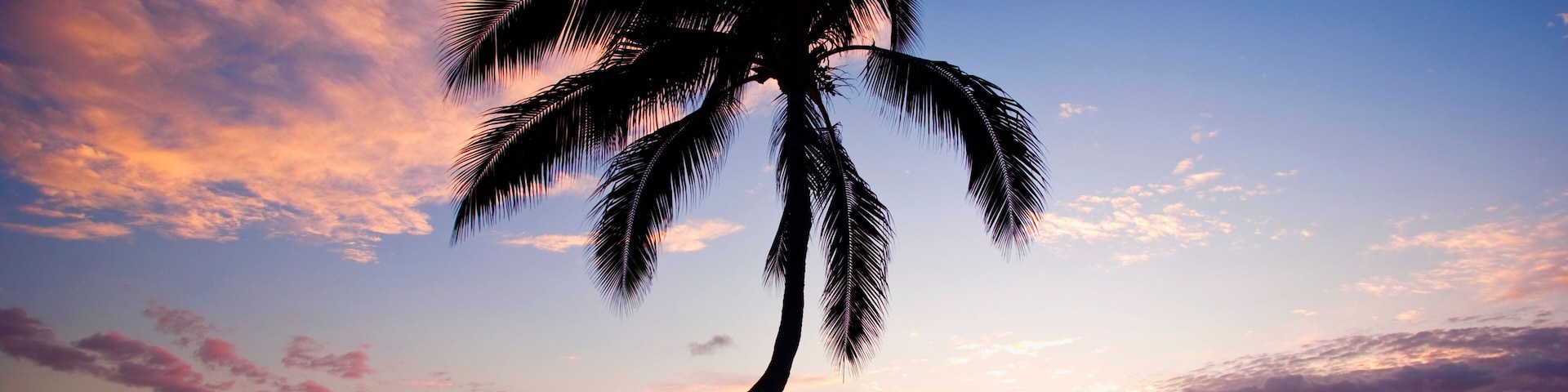 Coconut palm silhouette on Kamaole Beach; Kihei, Maui, Hawaii, United States of America