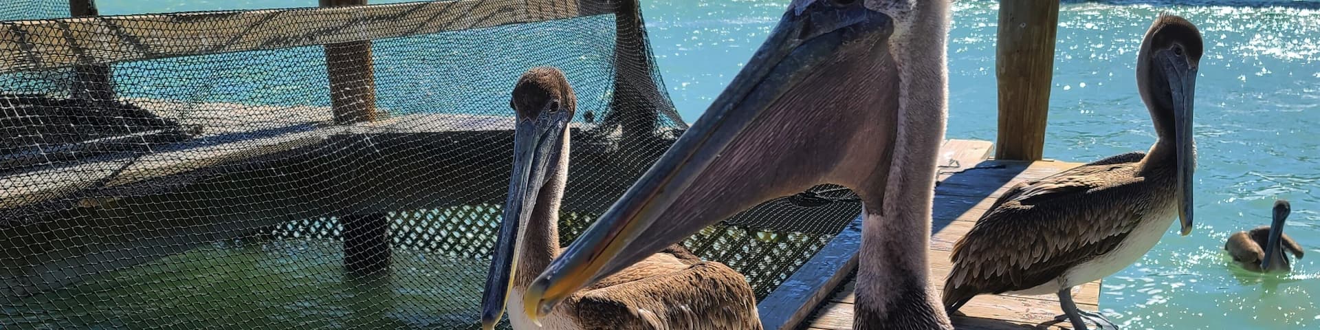 Large Pelicans on the Pier Near Aqua Colored Water