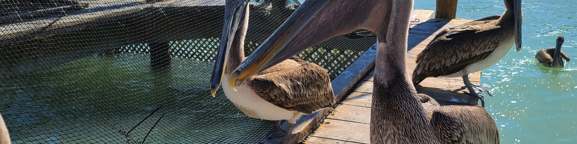 Large Pelicans on the Pier Near Aqua Colored Water