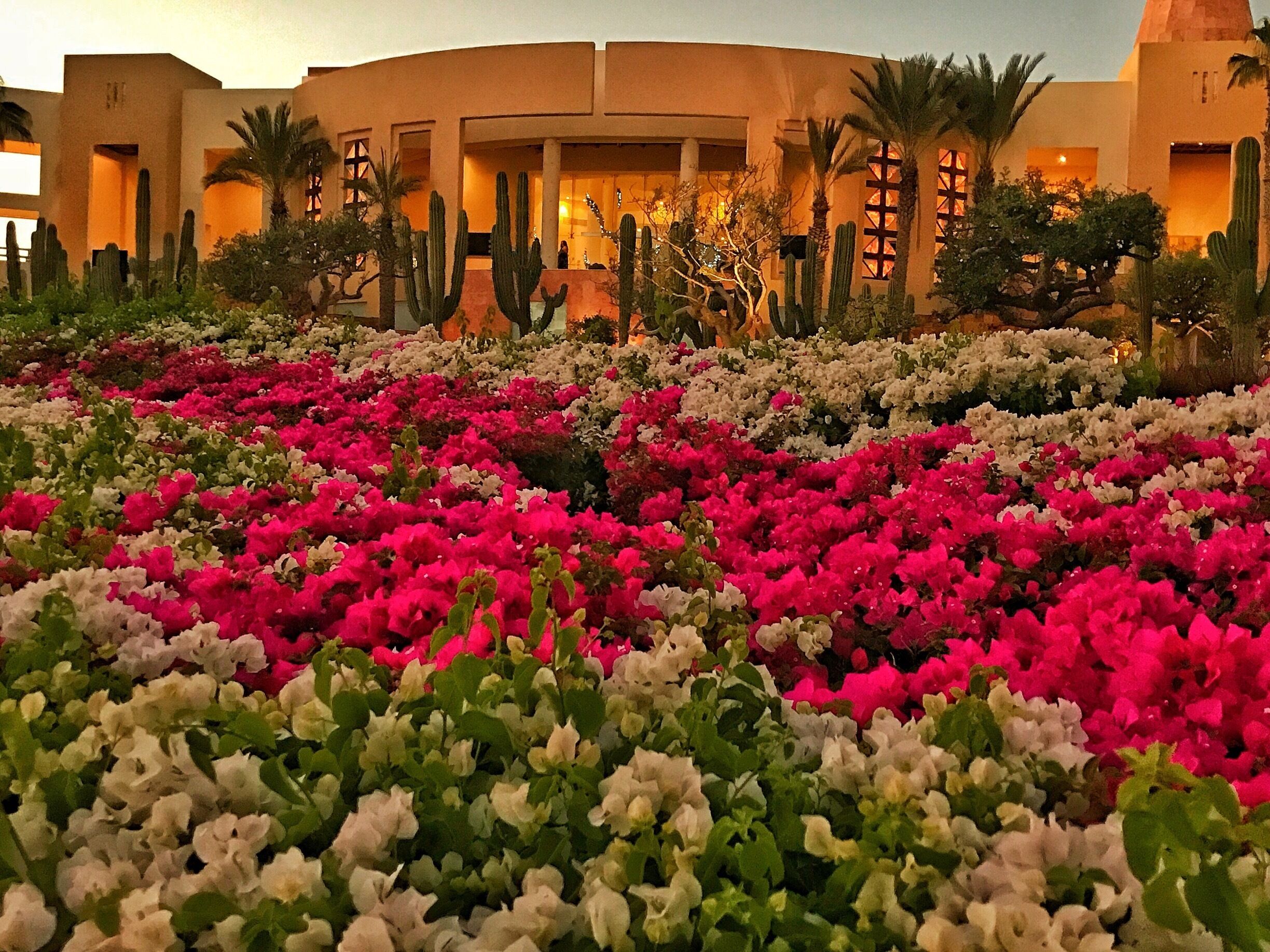 Found a gem of a place to relax and unwind during the winter cold. My first all inclusive resort. I think I might like this new discovery.