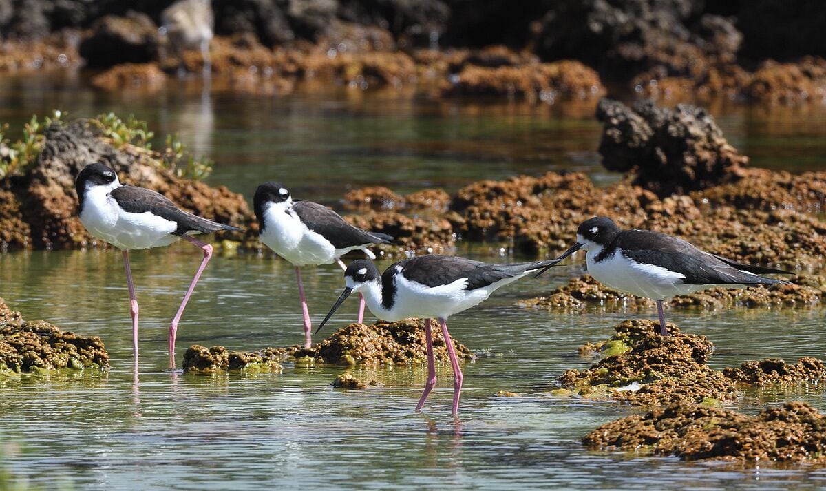 A small group of endangered Hawaiian Stilts feeding in the tidal ponds at Kukio Beach. 