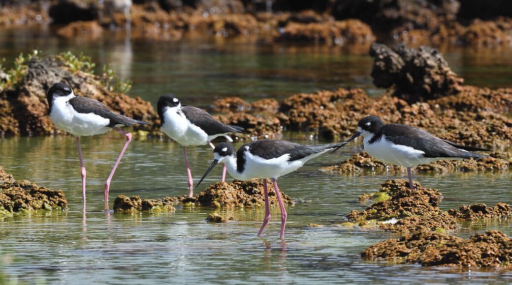 A small group of endangered Hawaiian Stilts feeding in the tidal ponds at Kukio Beach.