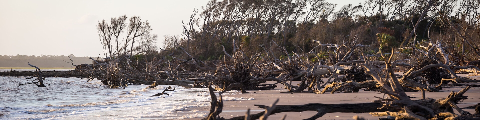 Big Talbot Island's beautiful boneyard beach in Jacksonville, FL