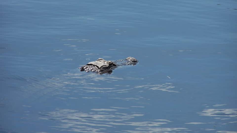 I’ll never forget our neighbor calling to tell us about the alligator swimming in the canal behind our home, in Punta Gorda Isles!
