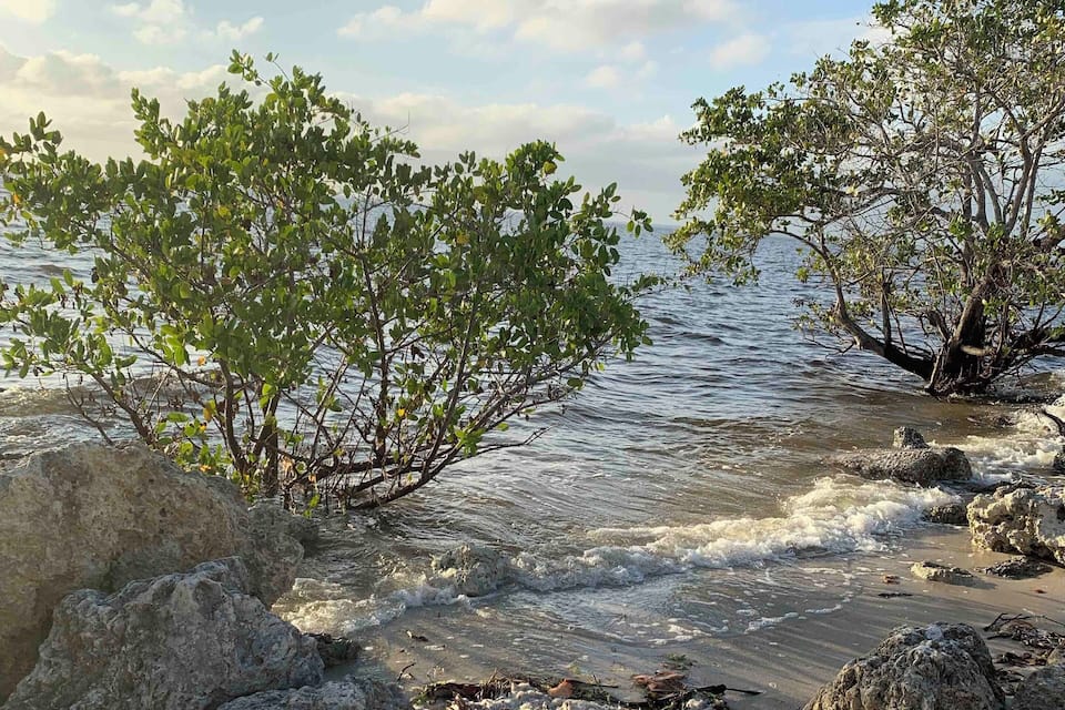 A beach with mangrove trees, rocks, and clear water.