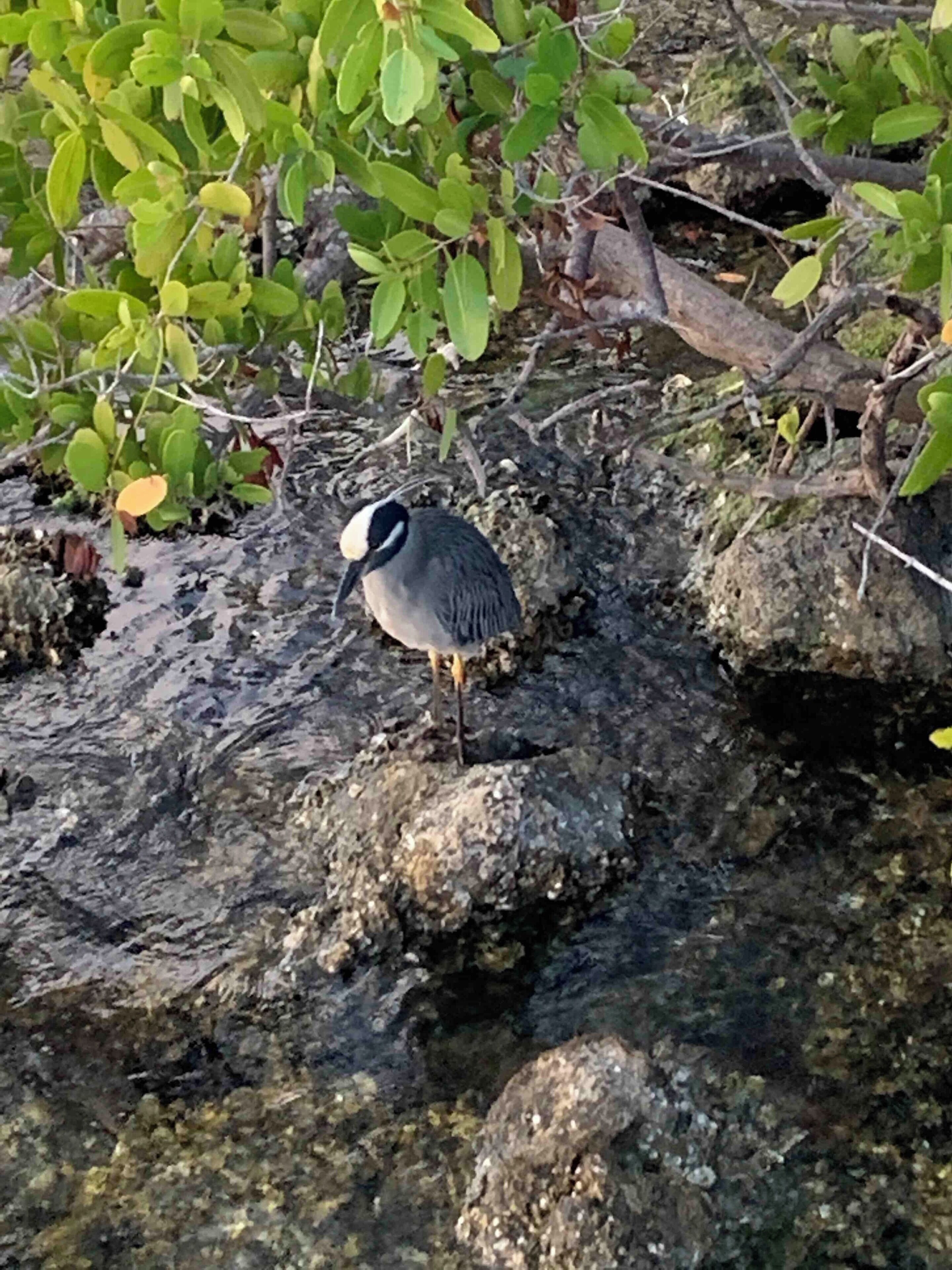 Nice walk in Ponce De Leon Park In Punta Gorda Florida. #Floridabirds #OnTheRoad