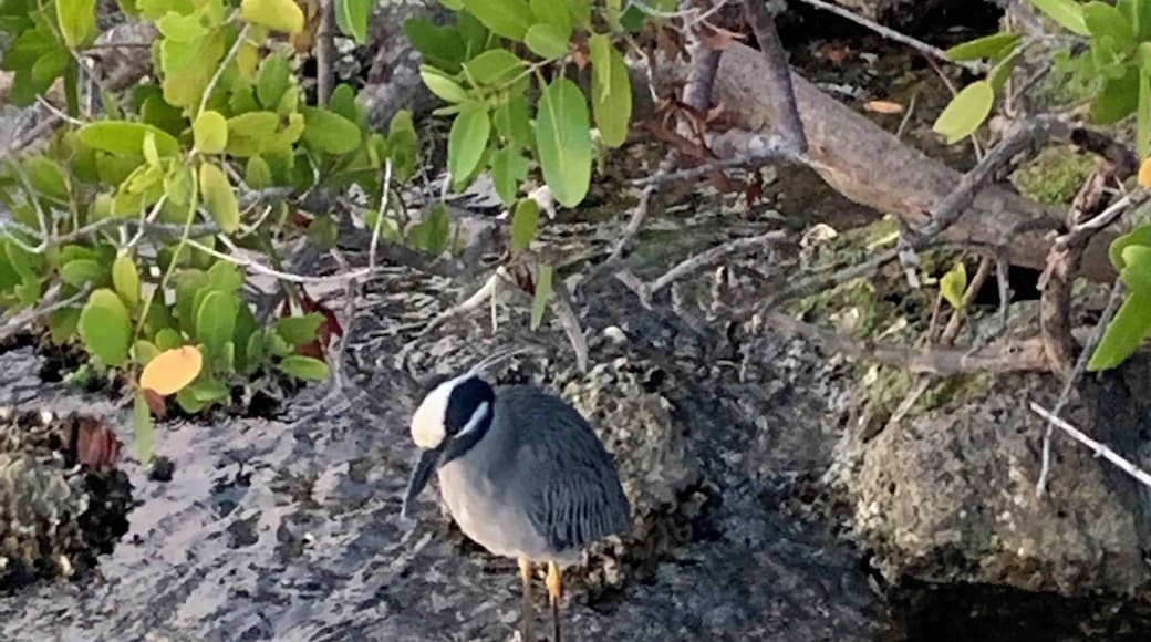 Nice walk in Ponce De Leon Park In Punta Gorda Florida. #Floridabirds #OnTheRoad