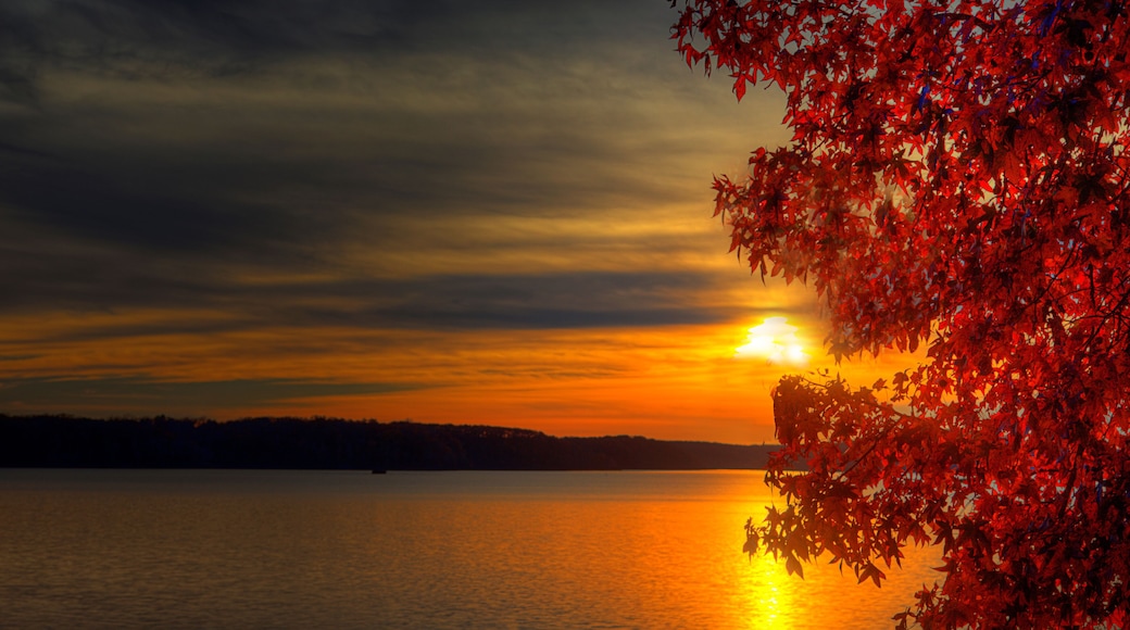Sunset Through a Tree Peoples Creek Recreation Area Lake Wappapello Wayne County Missouri on November 19, 2021 Layers of multicolored clouds over the horizon at sunset