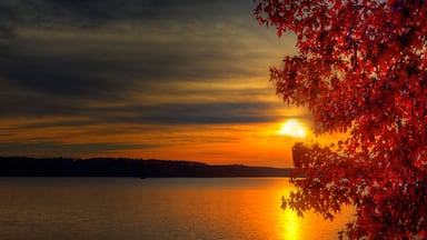 Sunset Through a Tree Peoples Creek Recreation Area Lake Wappapello Wayne County Missouri on November 19, 2021 Layers of multicolored clouds over the horizon at sunset