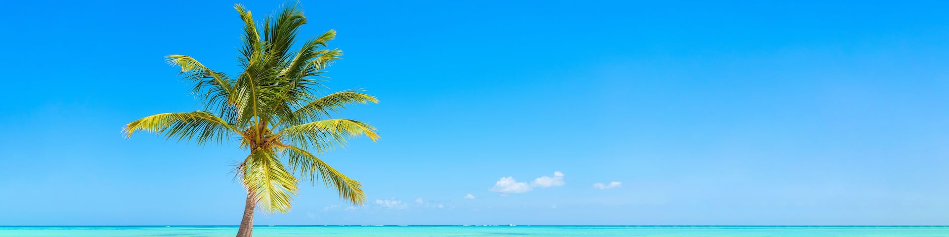 Panorama banner photo of idyllic tropical beach with palm tree