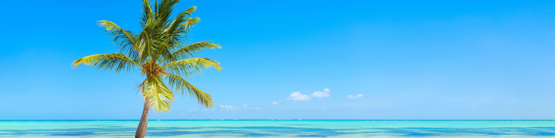 Panorama banner photo of idyllic tropical beach with palm tree