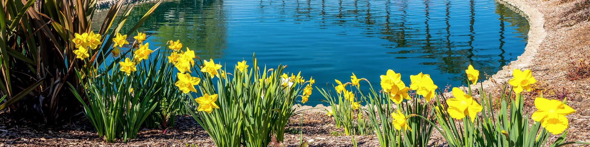A pond filled with beautiful bright blue water surrounded by flowers and palm trees at the trilogy community in rio vista california.
