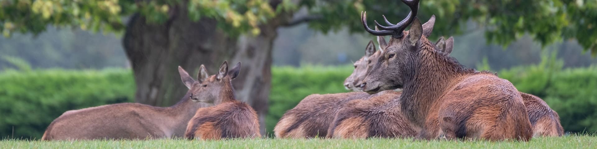 Sitting group of red deer, including male with antlers and female hinds, photographed on a rainy day in autumn in countryside near Burley, New Forest, Hampshire UK.