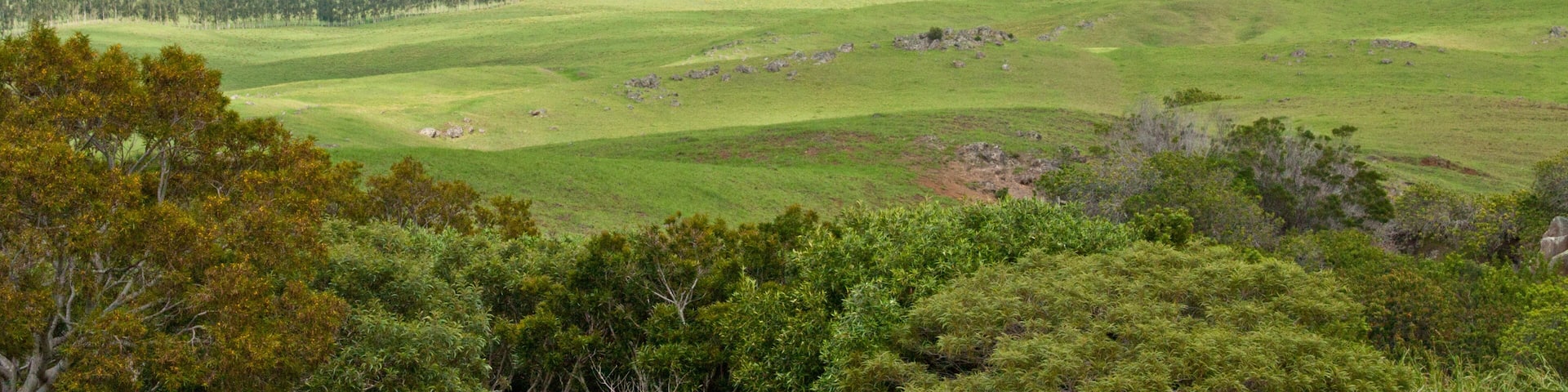 Hills of Waimea