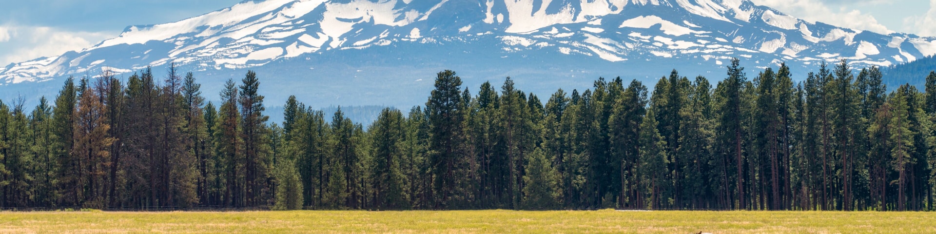 Horses on a Ranch with the Cascade Mountains in the Background in Central Oregon in the Spring