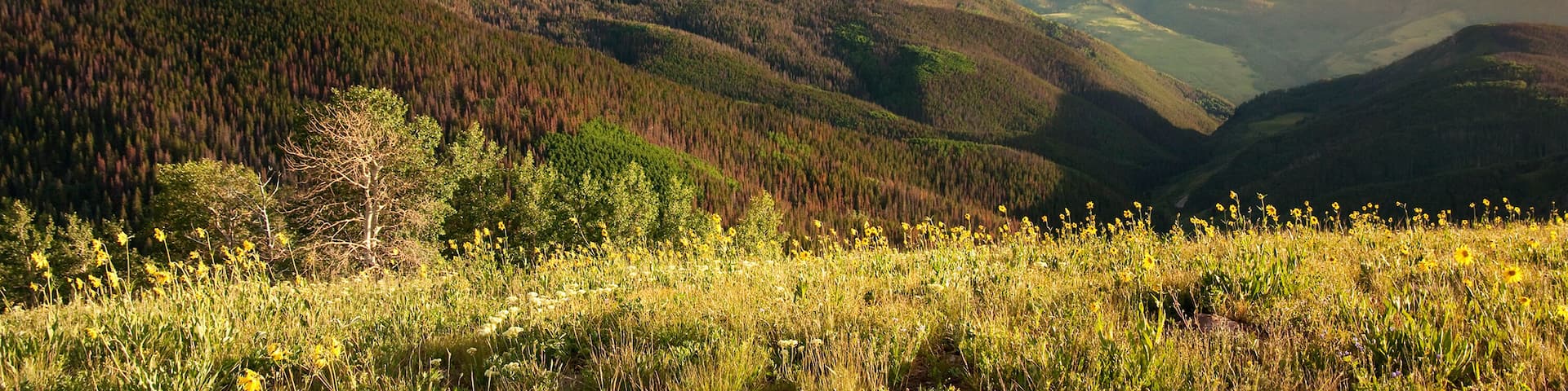 Beautiful sunset panoramic view of Colorado Rocky Mountain peaks from the Summit of Vail Colorado's Eagle County.