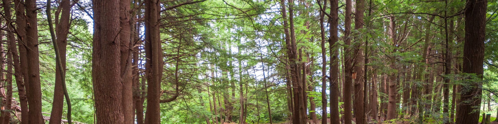Calm Stream at Chapman State Park in Pleasant Township, Warren County, Pennsylvania