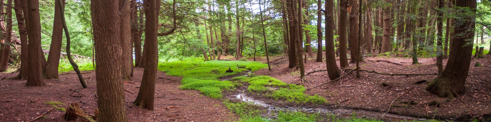 Calm Stream at Chapman State Park in Pleasant Township, Warren County, Pennsylvania