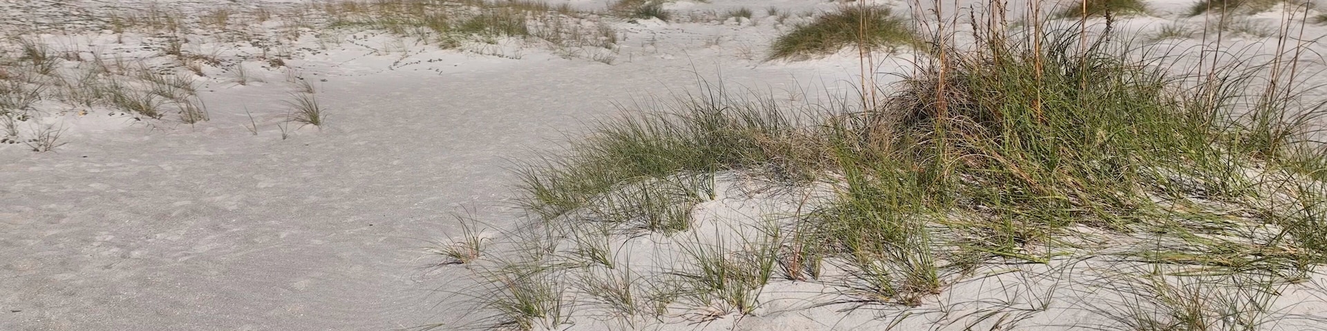 Beach sand with sea oats growing on South Carolina coastal shoreline at Pawleys Island, SC destination for tourist for relaxing under warm sunshine and enjoying quiet beach walks by the ocean