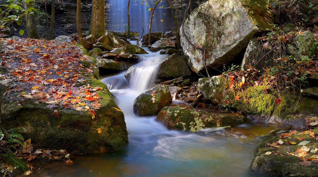 A forest stream with rocks and autumn leaves.