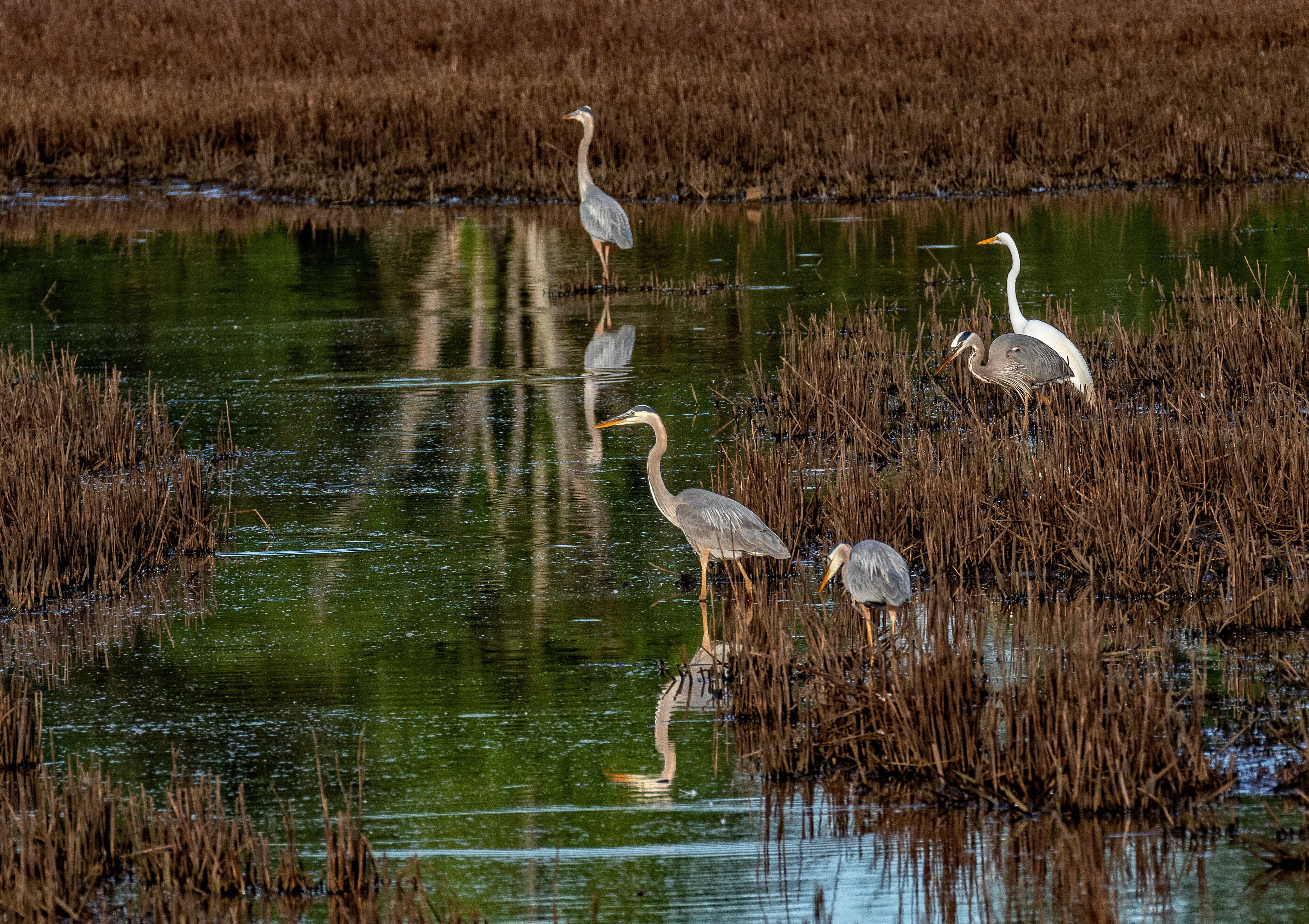 A marshland with standing water and reeds, reflecting the sky and birds.