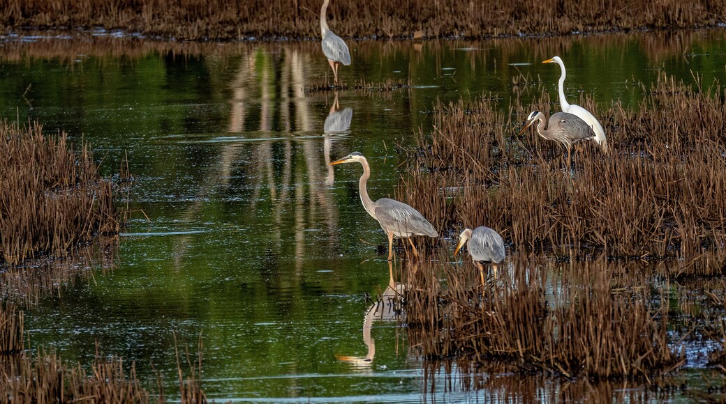 A marshland with standing water and reeds, reflecting the sky and birds.