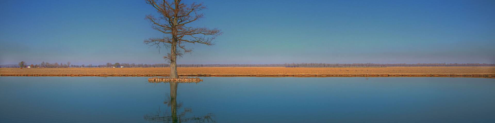 A single leafless tree reflected in a calm body of water with a clear blue sky.