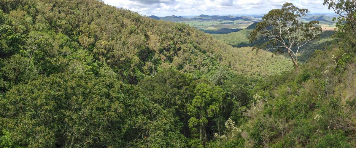 A dense forest with a prominent eucalyptus tree on the left and a clear view of the valley below.