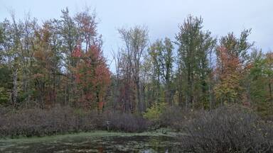 A shot of the Buttonbush (Cephalanthus occidentalis) swamp inside Lawrence Woods State Nature Preserve.