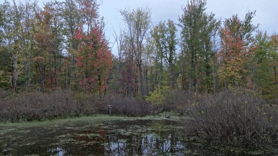 A swampy area with water, surrounded by trees with autumn foliage.