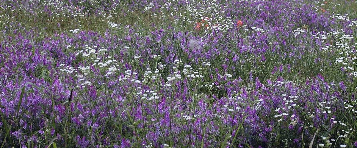 Oklahoma Spring Wildflowers