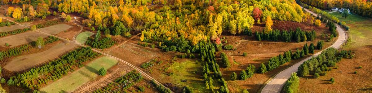 Beautiful tree farm in the nice early morning light during autumn in the Michigan countryside on M32 between Atlanta and Bigelow