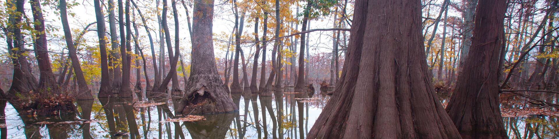 A swampy forest with tall trees and a calm water body reflecting the surroundings.