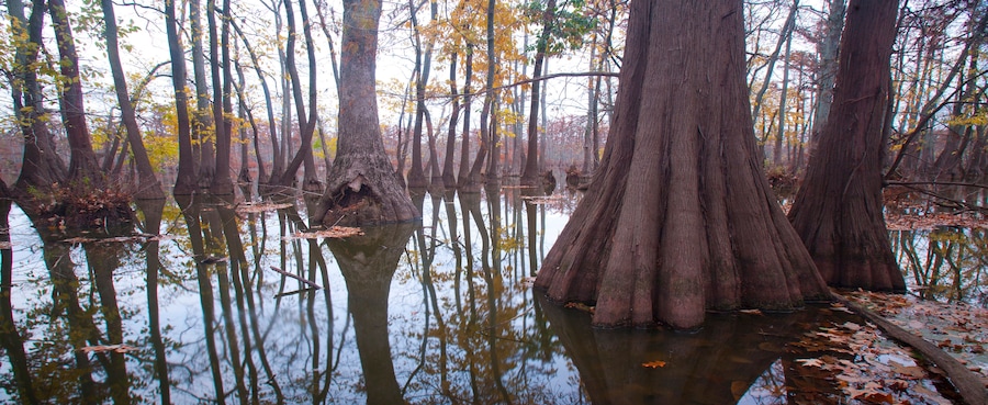 Un bosque pantanoso con árboles altos y una masa de agua tranquila que refleja el entorno.
