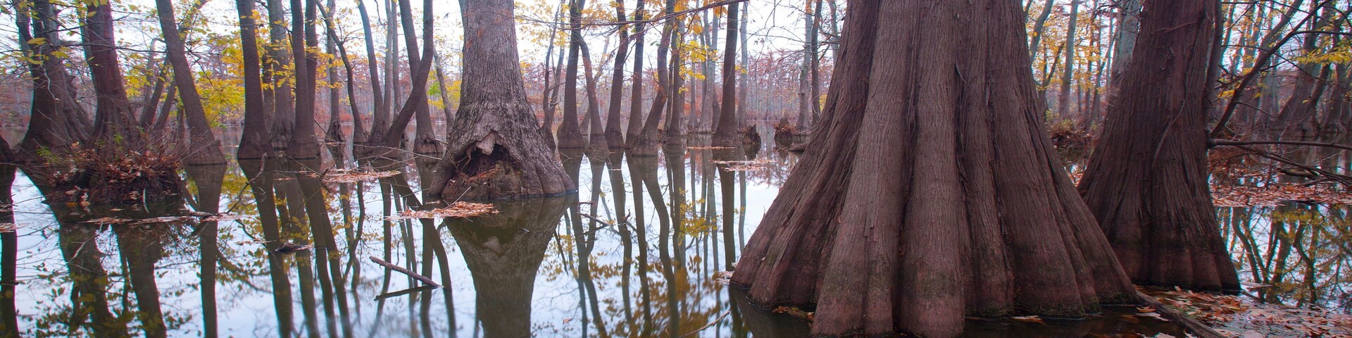 Une forêt marécageuse, avec de grands arbres et une étendue d’eau calme qui reflète le paysage environnant.