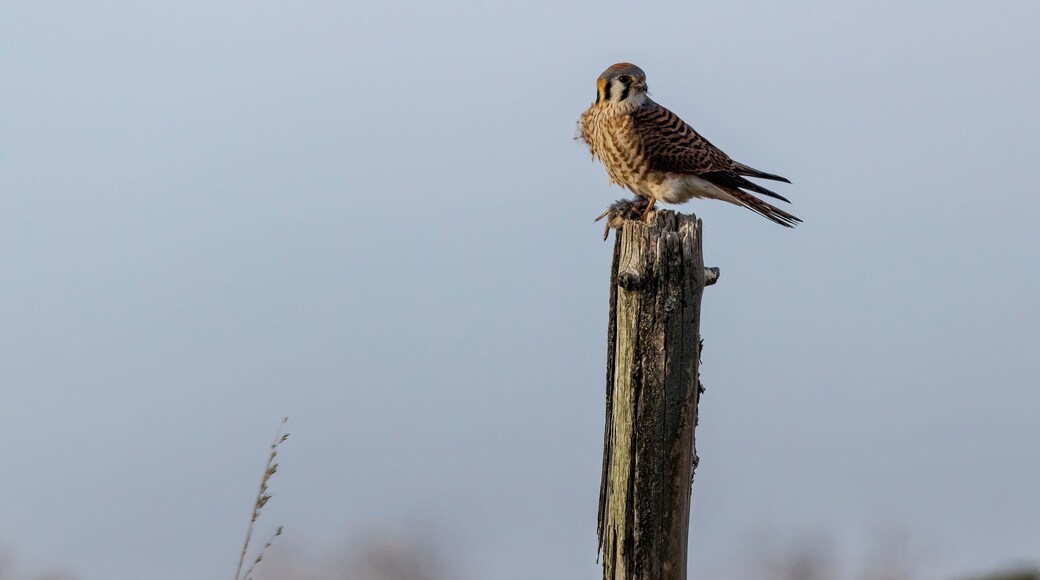 American Kestrel male with vole Crab Orchard National Wildlife Refuge, Williamson County, Illinois.