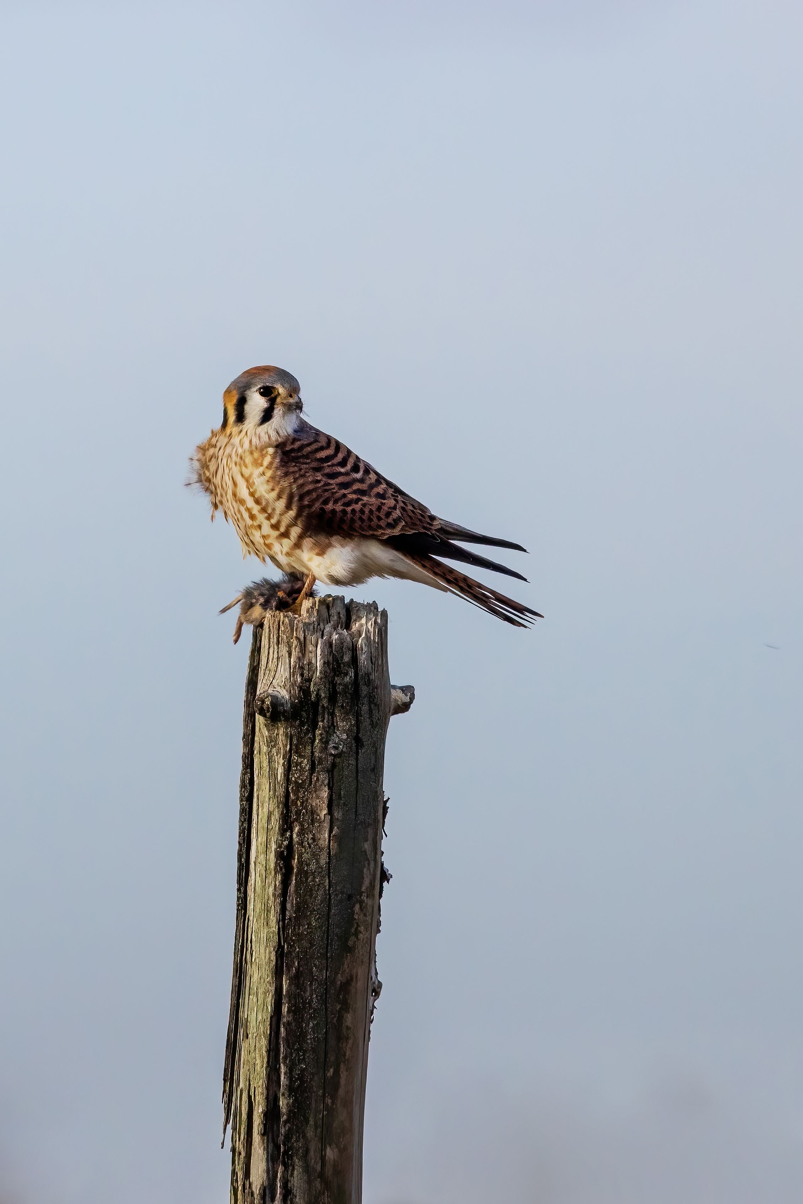 00818-02404 American Kestrel (Falco sparverius) male with vole Crab Orchard NWR Williamson Co. IL