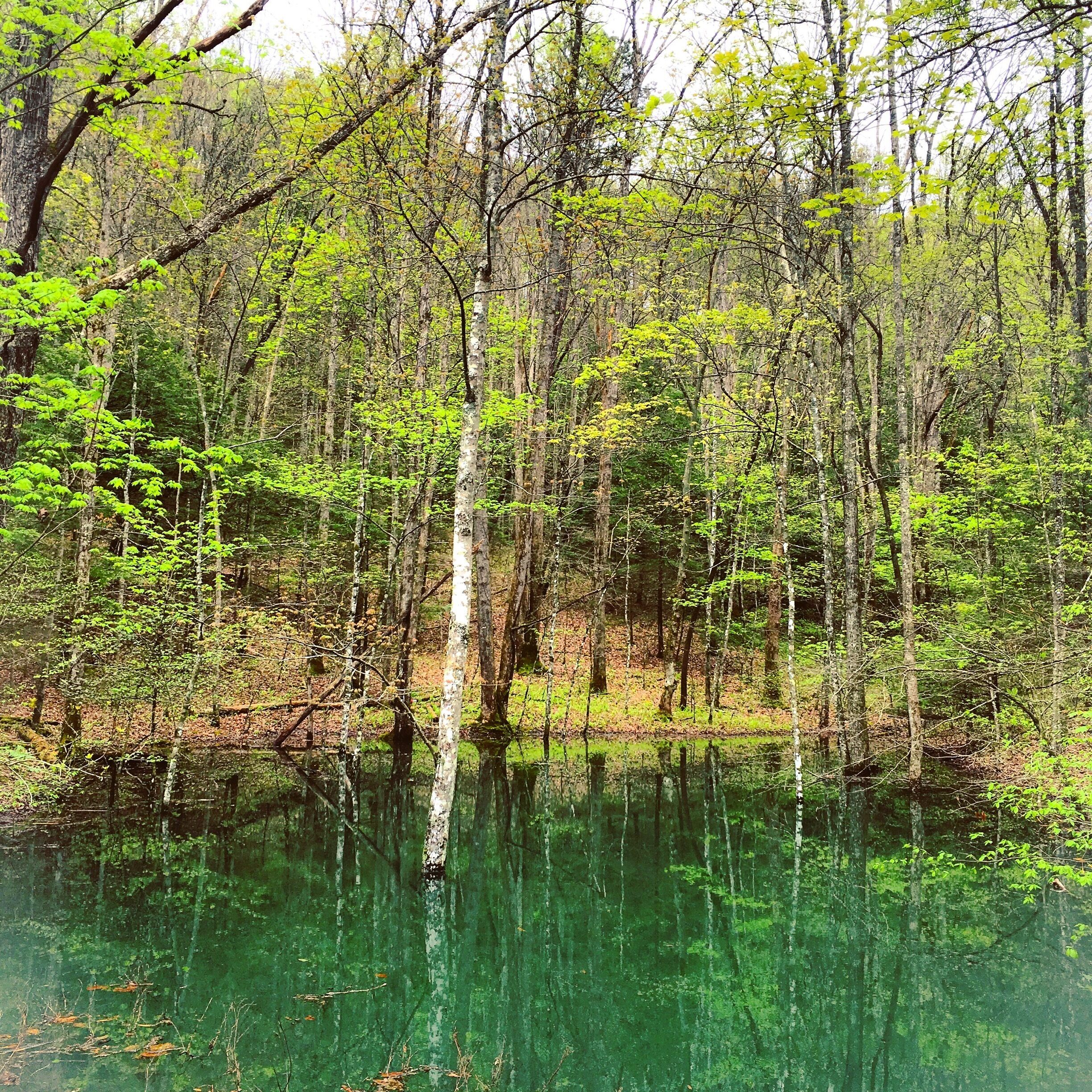 Hidden pond in the woods 