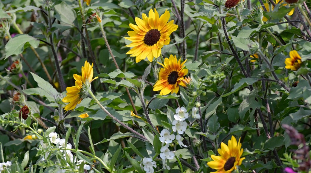 Flower garden at the Lyon County Kansas Fairgrounds grounds July 22, 2021
