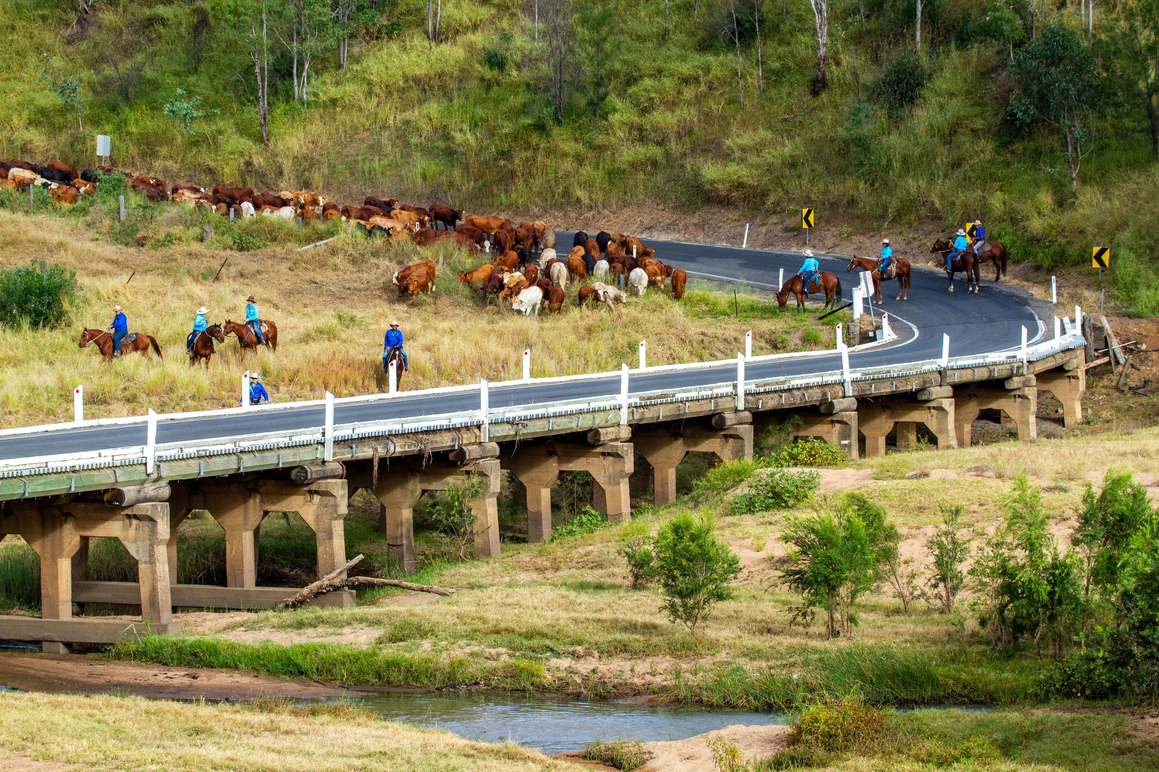A bridge with a herd of cattle crossing, surrounded by greenery and a river.