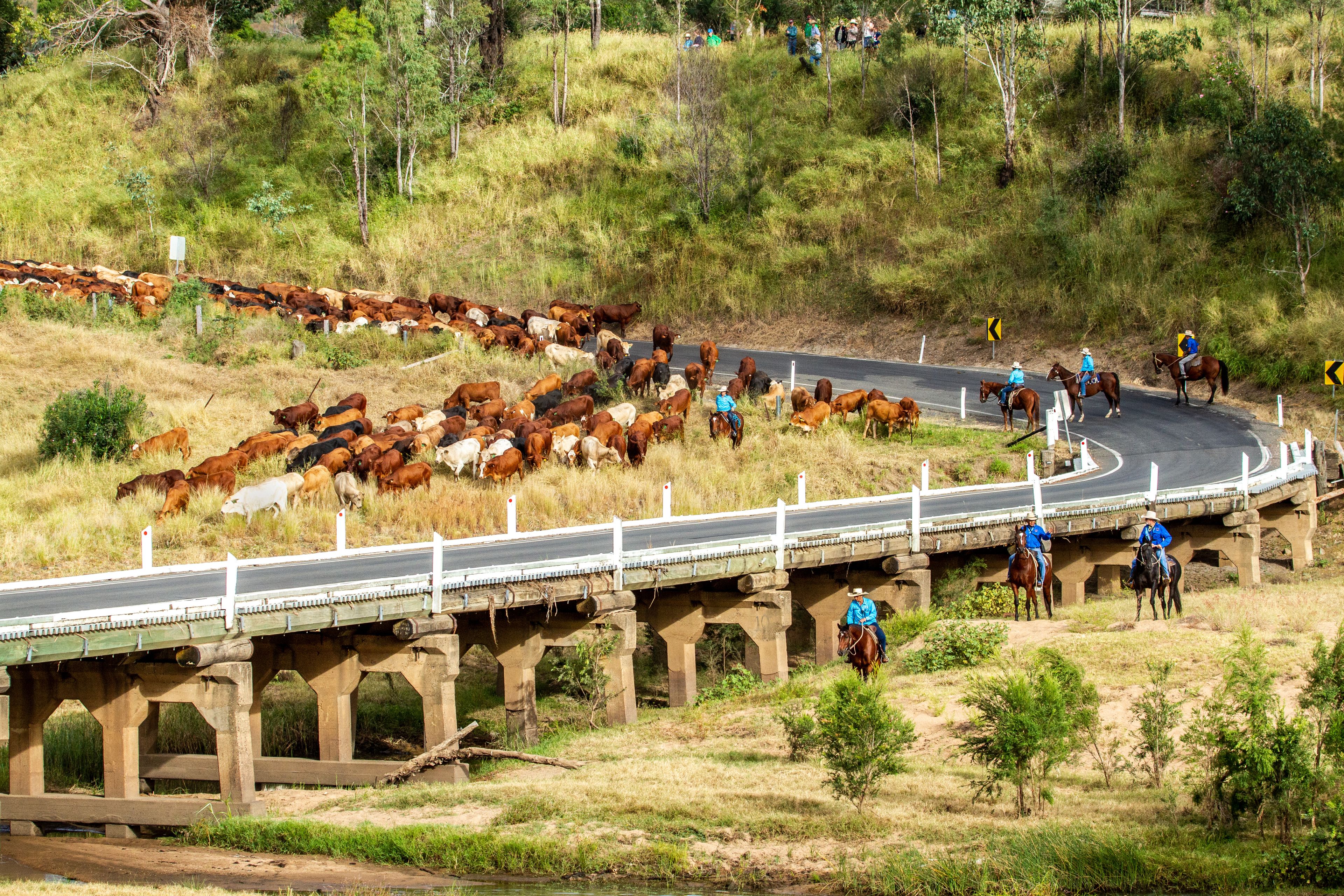 A bridge over a road with cattle on the side and people on horseback.