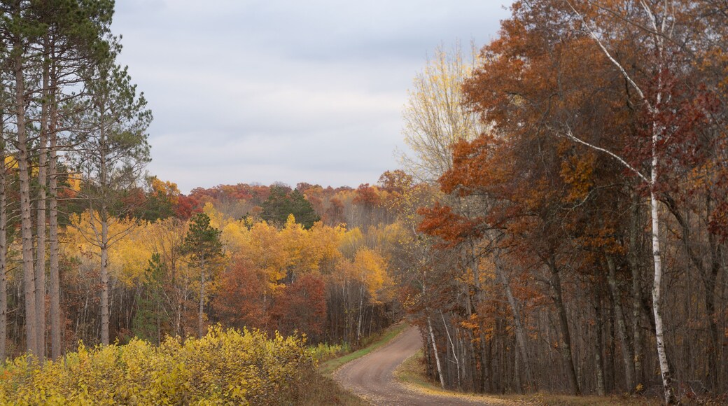 Rural Scene in Autumn with Decidous Forest and Unimproved Road