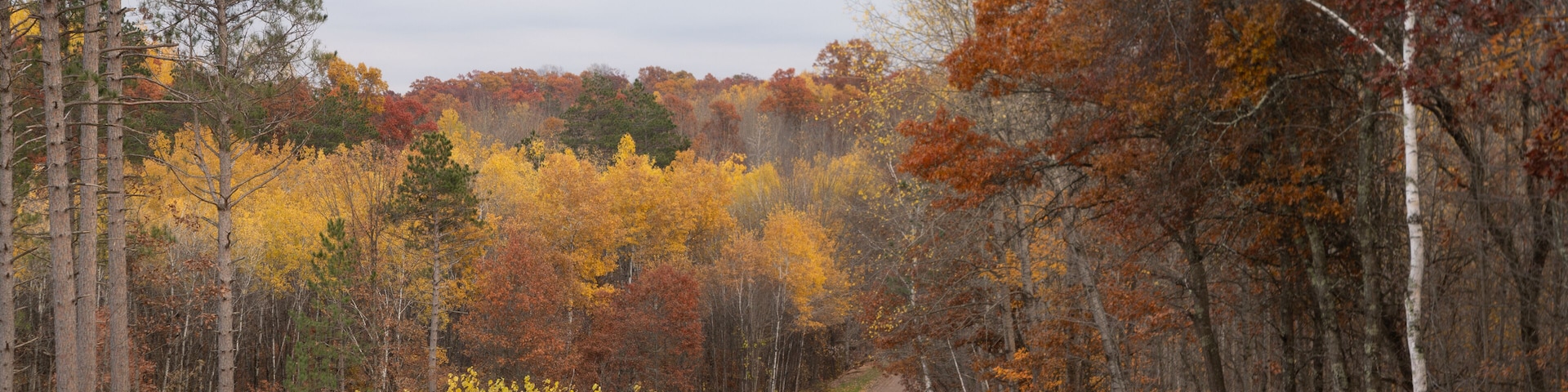 Rural Scene in Autumn with Decidous Forest and Unimproved Road