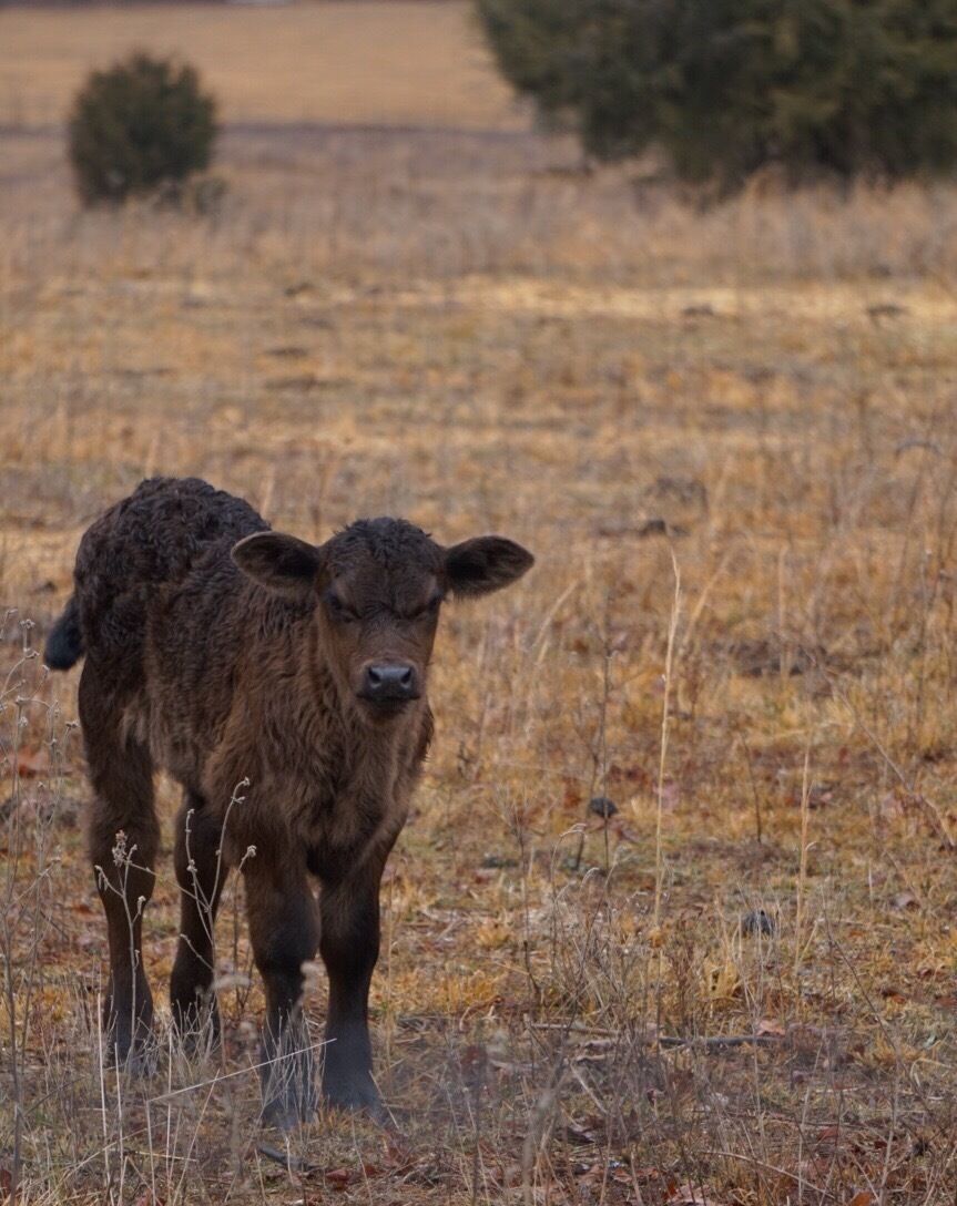 My favorite place 💙🐮#cattle #wildlife