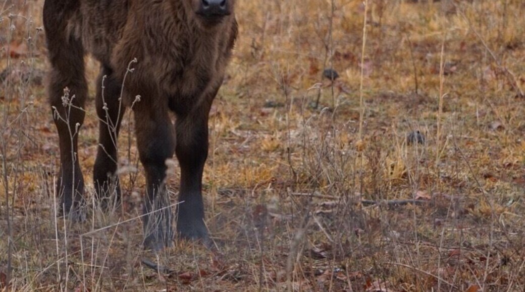 My favorite place 💙🐮#cattle #wildlife