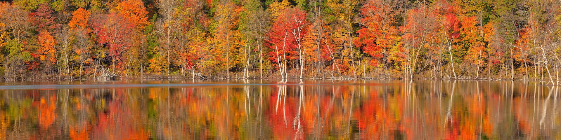 Panorama of trees in autumn color reflecting in a lake in northern Minnesota