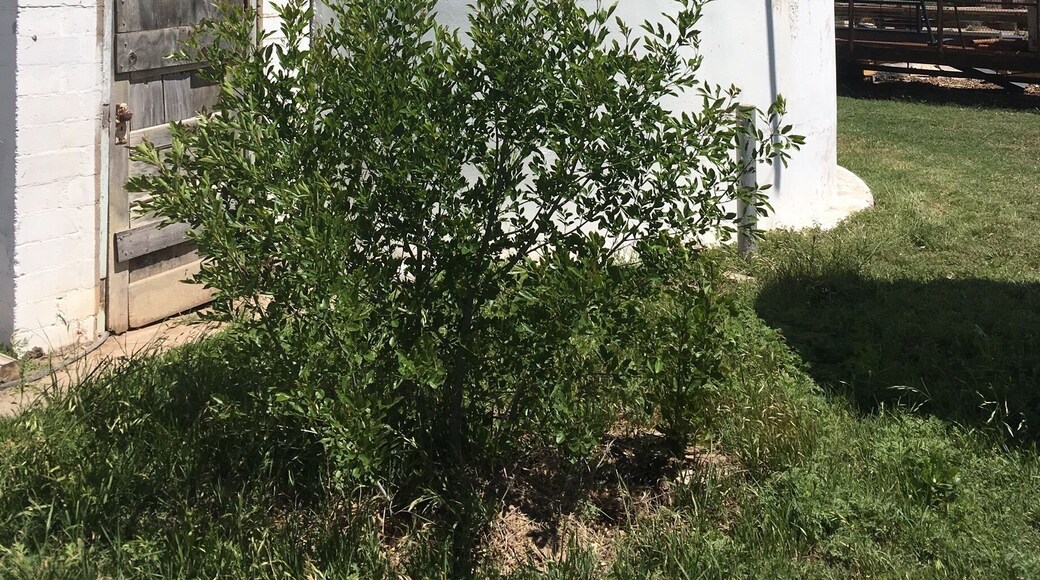 A local guy bought this old school in the one-block town of Eola and converted it into a brewery! Itâs a one-man operation, so donât expect anything fancy. His beer is simple and decent. Definitely worth the experience!
